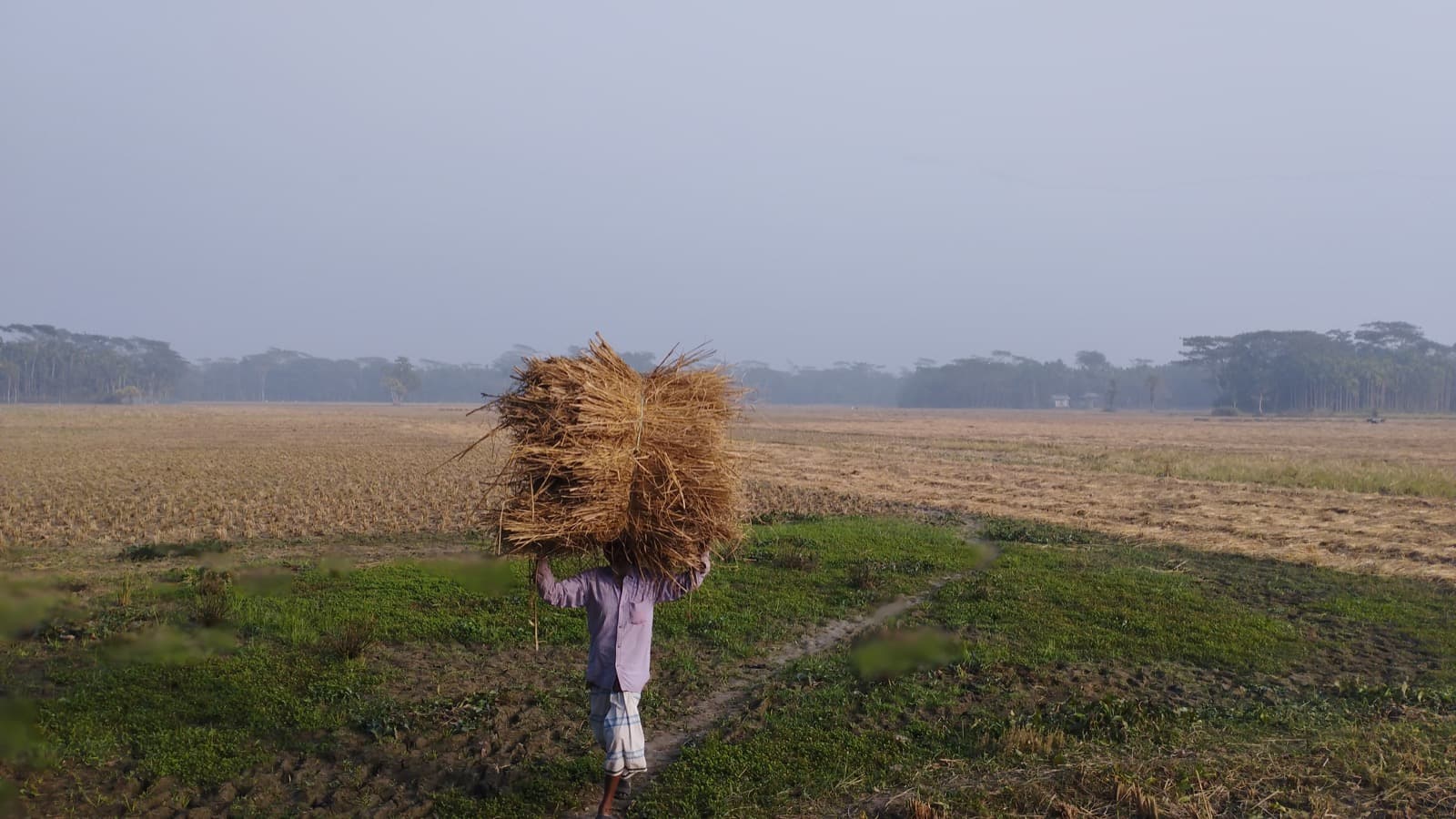 Rural Bangladesh community landscape