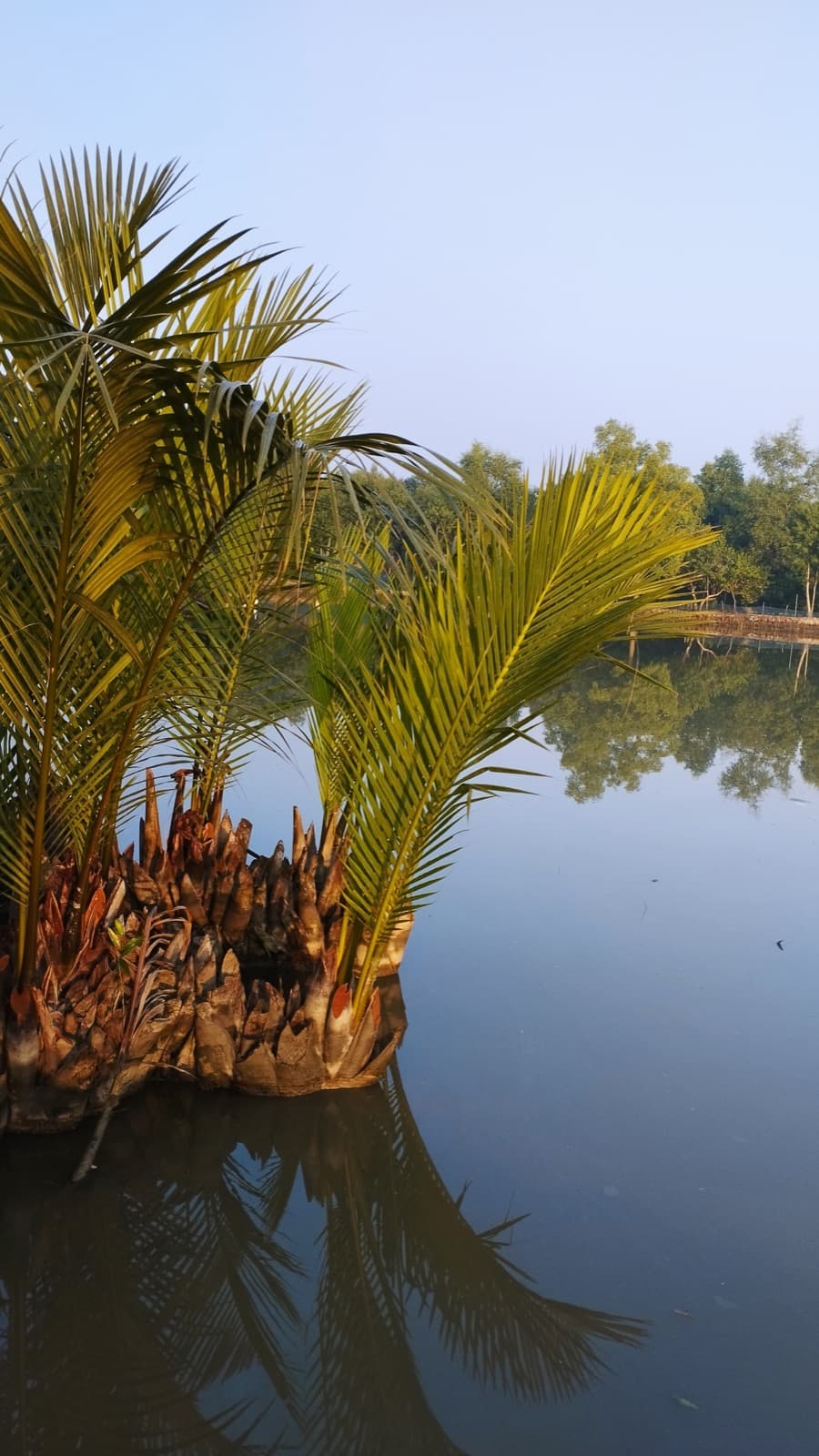 Delta ecology and living shorelines
